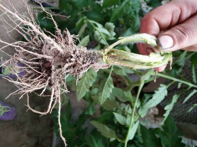 番茄叶子枯萎是什么病 西红柿苗枯萎病的症状和防治方法