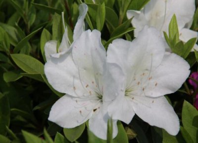 月光花什么时候开花 一般几点开放