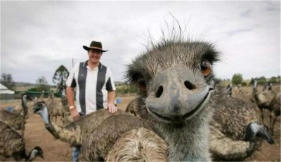 鸸鹋是什么动物 澳大利亚鸸鹋战争是怎么回事
