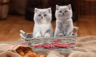 怎么判断小猫的公母 判断小猫的公母方法