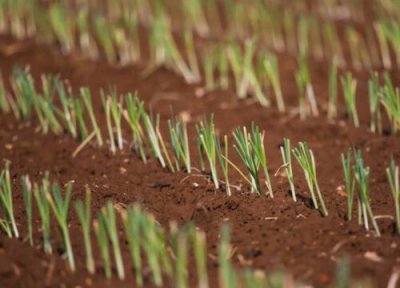 韭菜生长周期 韭菜打什么药好