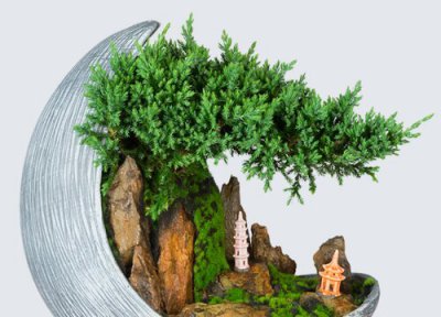 黄荆什么时候移栽最好 黄荆移栽的时间和方法