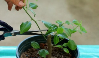 三角梅扦插移栽什么时候 三角梅扦插移栽的时间介绍