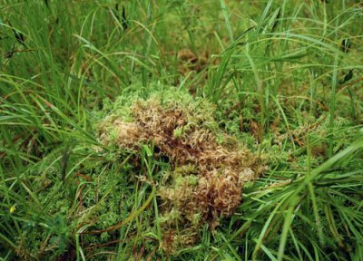 2023年草甘膦价格会调价吗 草甘膦价格走势再次调价