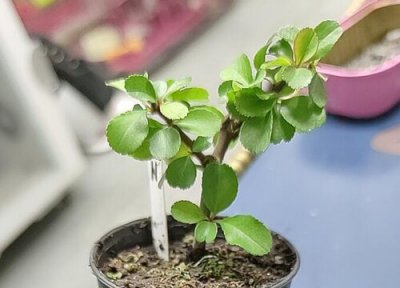 日本长寿梅一年开几次花 在什么时候开花