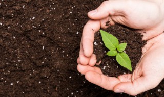 南方什么季节适合种植水果 南方水果几月份栽种