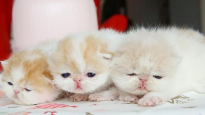 新手选猫攻略指南 教你如何挑选到健康又粘人的小猫咪及注意事项