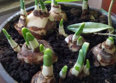 水仙花生长过程图片记录 观察水仙花生长阶段的描写