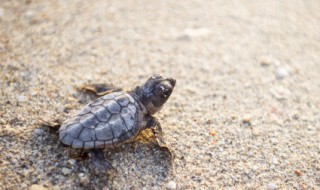 小草龟苗怎么判断公母 小草龟苗如何判断公母