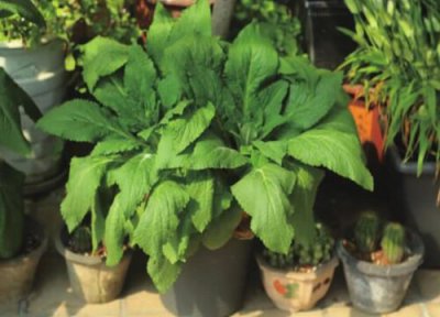 毛地黄的养殖方法 毛地黄的养殖方法和注意事项