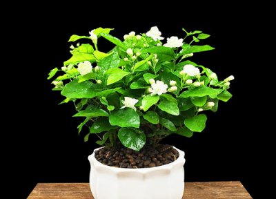 茉莉花生长规律 茉莉花补充酸性物质开花多