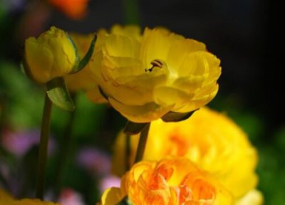 洋牡丹花语和寓意 洋牡丹的花语是什么