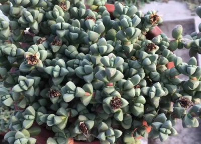 鹿角海棠徒长了怎么办 鹿角海棠徒长是什么样子