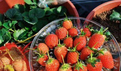 新鲜草莓种子多久发芽 家庭草莓种植方法及注意事项