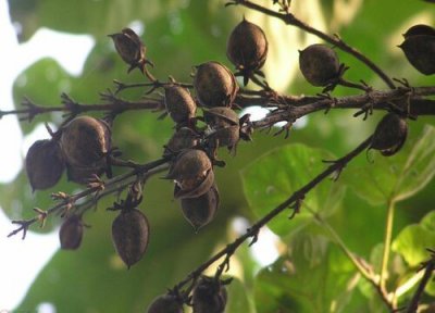 泡桐树值钱 泡桐树值钱吗 市场价格