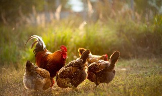 冬天肉鸡怎么养才能不生病 冬天养好肉鸡必须要掌握的五个小技巧