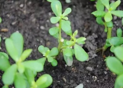 马齿苋根的功效与作用 马齿苋根的功效与作用及食用方法
