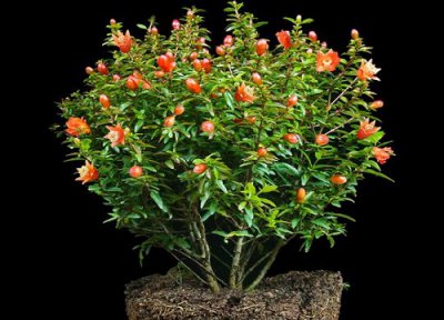 石榴树花期时间 石榴树花期是什么时候