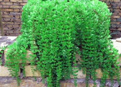 垂盆草能水培吗 垂盆草可以水培吗