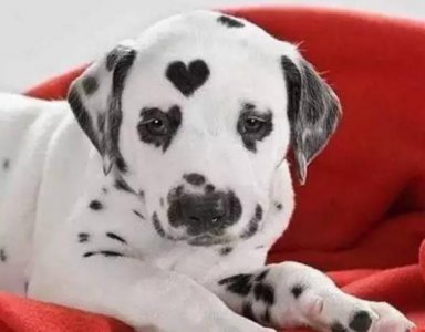 世界上最丑的狗排行榜前十名 长得最丑狗狗品种名称及图片