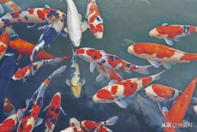 家养锦鲤自己会繁殖吗 自家养的锦鲤鱼能自己繁殖吗