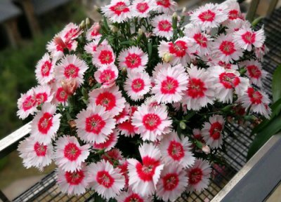 石竹花种植方法和注意事项 家庭盆栽石竹花养护妙招