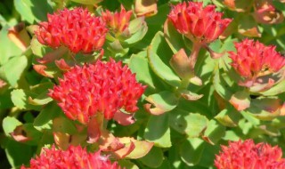 红景天有什么功效 红景天有哪些功效