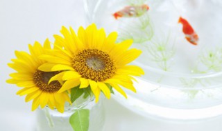 备考适合送什么花束 备考送什么花好