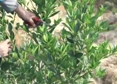 橘子树剪枝能插活吗 剪下的橘子树枝扦插方法