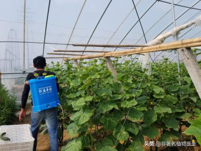 瓜果蔬菜喷叶面肥有什么好处 蔬菜叶面肥什么时候喷好