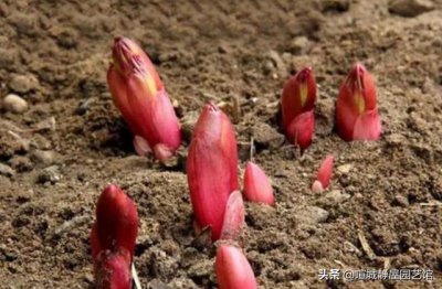 芍药盆栽的种植方法与技巧 芍药花养护方法和注意事项