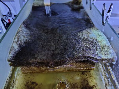 鱼缸水很清但是有泡沫怎么回事 鱼缸里有大量泡沫的原因