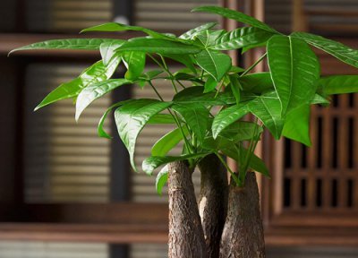 招财树是否怕冻 招财树冬天怎么养护