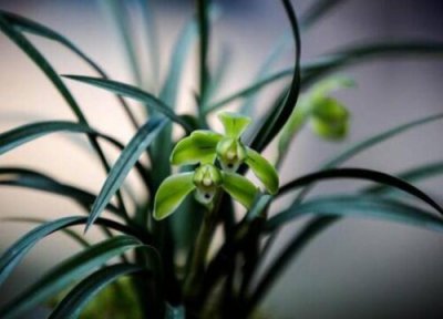 入户门正对放兰花好吗 兰花放在家里什么位置风水好