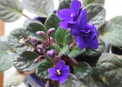 紫罗兰花什么时候开花 花期是几月份呢