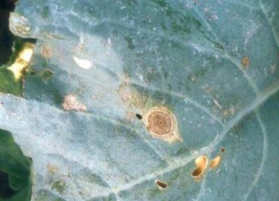 甘蓝种植中常见病害 甘蓝病虫害防治技术与方法措施