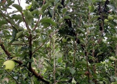 苹果树旺长不结果怎么办 控制苹果树枝条旺长的方法