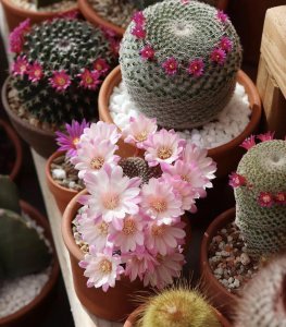 仙人球用什么土种比较好 养殖仙人球的配土怎么搭配