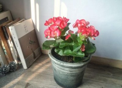 琴叶榕冬天要浇水吗 琴叶榕夏天怎么养护生长旺盛