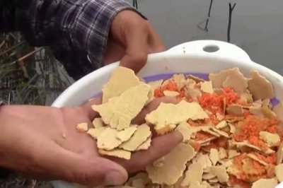 钓鲤鱼用什么打窝最好 四种最有效果的打窝诱鱼方法