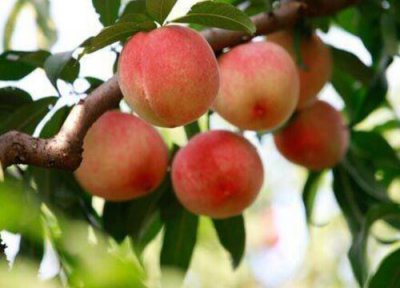 平谷大桃哪个品种最好吃 什么时候成熟