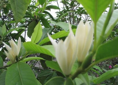 家里种黄角兰吉利吗 门前种黄角兰风水好吗