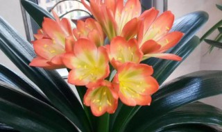 君子兰晚上可以放卧室吗 君子兰晚上放卧室对人有影响吗