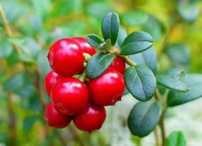 越橘和蓝莓区别 越橘和蓝莓的区别