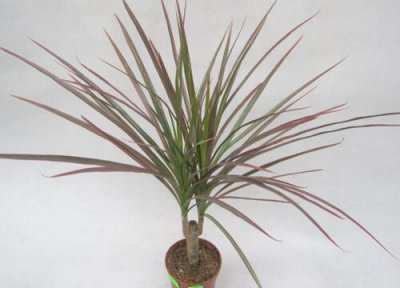 七彩铁可以放客厅吗 适合放在哪个位置风水好