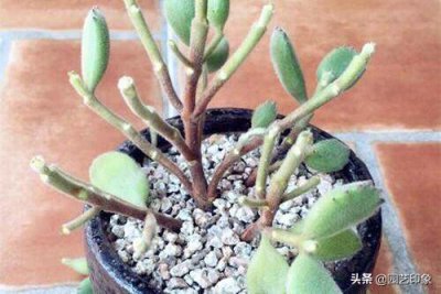 熊童子叶子黄了怎么回事 熊童子底部下面叶片变黄原因