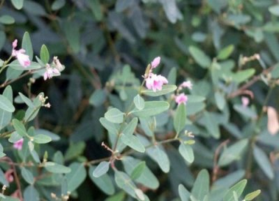 罗布麻特点 罗布麻的功效与作用