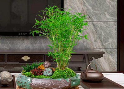 凤尾竹耐寒 凤尾竹怎么过冬天