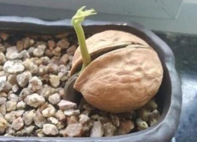 核桃发芽环境 核桃怎么发芽快