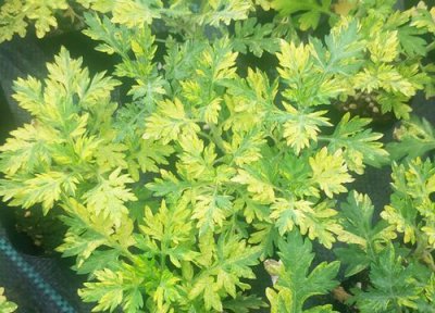 艾草是什么样子的 外形特点